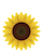sunflower mini 2